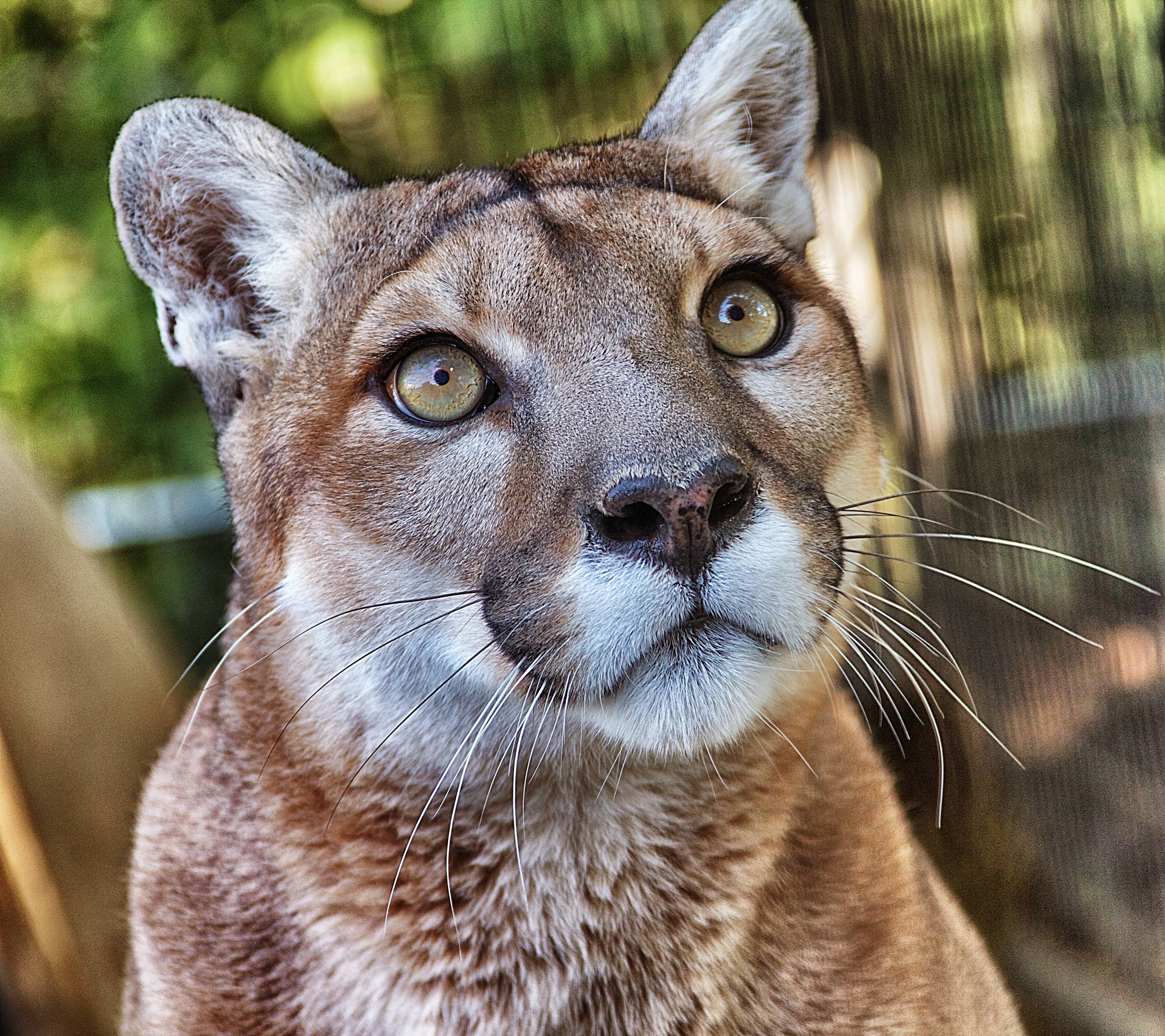 Photo 8 from National Tiger Sanctuary