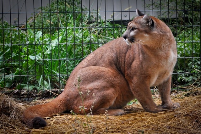Photo 4 from National Tiger Sanctuary