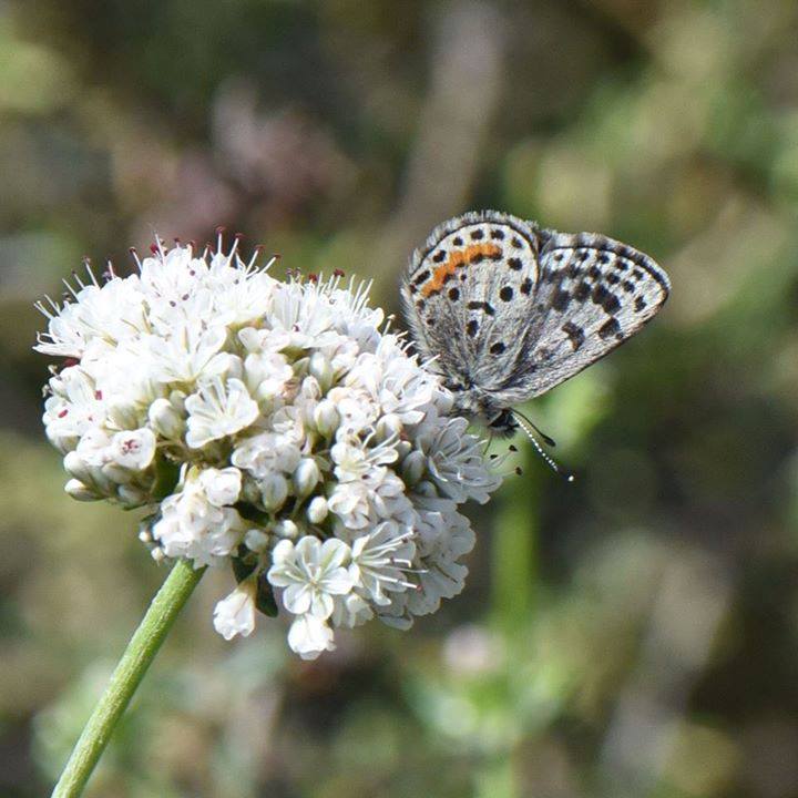 Photo 8 from Palos Verdes Peninsula Land Conservancy
