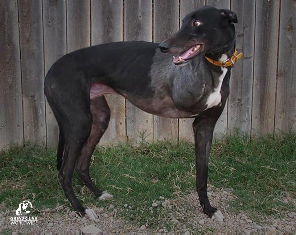 Photo 6 from GREY2K USA Worldwide