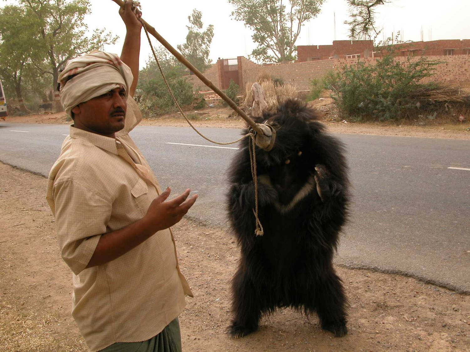 Photo 1 from INTERNATIONAL ANIMAL RESCUE US