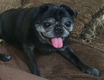 Photo 2 from PUG NATION RESCUE OF LOS ANGELES