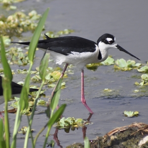 Photo 1 from Center for Wildlife Ethics, Inc.