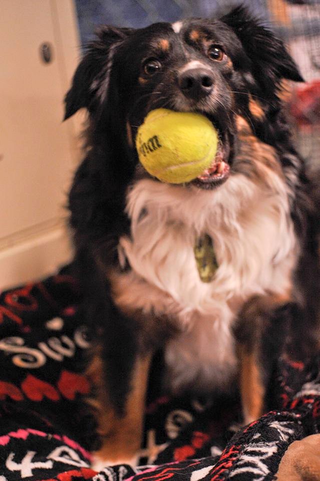 Photo 1 from HELP FOR HOMELESS PETS INC