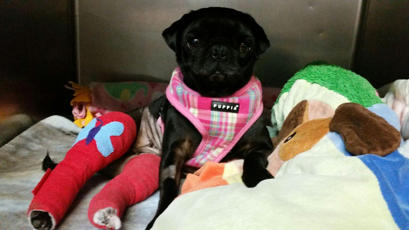 Photo 3 from PUG NATION RESCUE OF LOS ANGELES