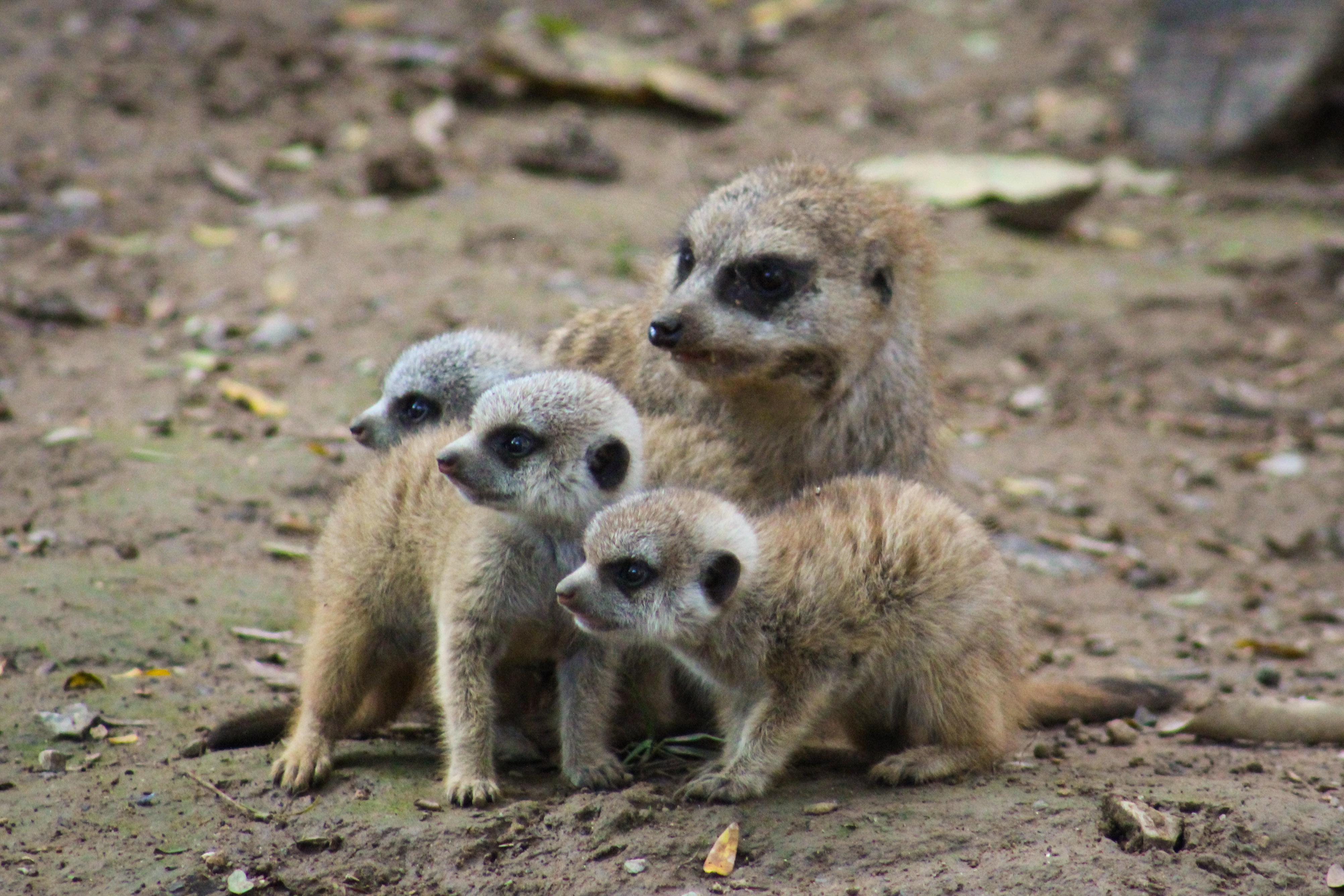 Photo 7 from Nashville Zoo