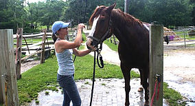 Photo 2 from HORSE OF CONNECTICUT INC