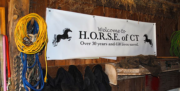 Photo 1 from HORSE OF CONNECTICUT INC