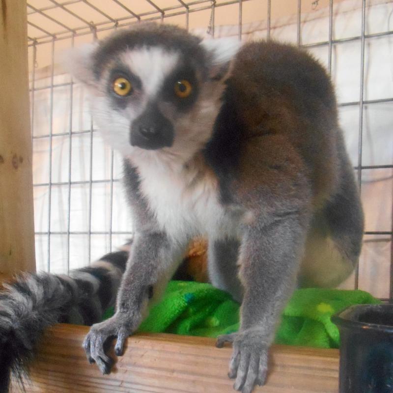 Photo 10 from National Tiger Sanctuary