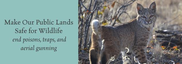 Photo 1 from WildEarth Guardians