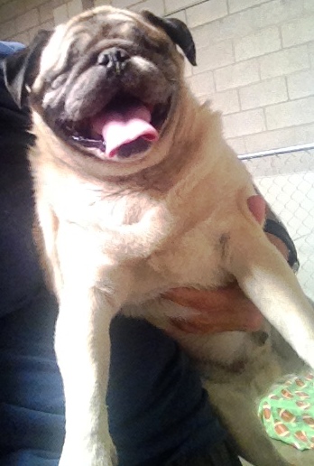 Photo 6 from PUG NATION RESCUE OF LOS ANGELES