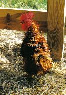 Photo 1 from JOURNEYS END ANIMAL SANCTUARY INC