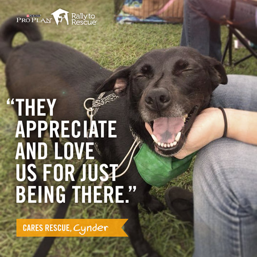 Photo 4 from COMMUNITY ANIMAL RESCUE AND EDUCATION INC