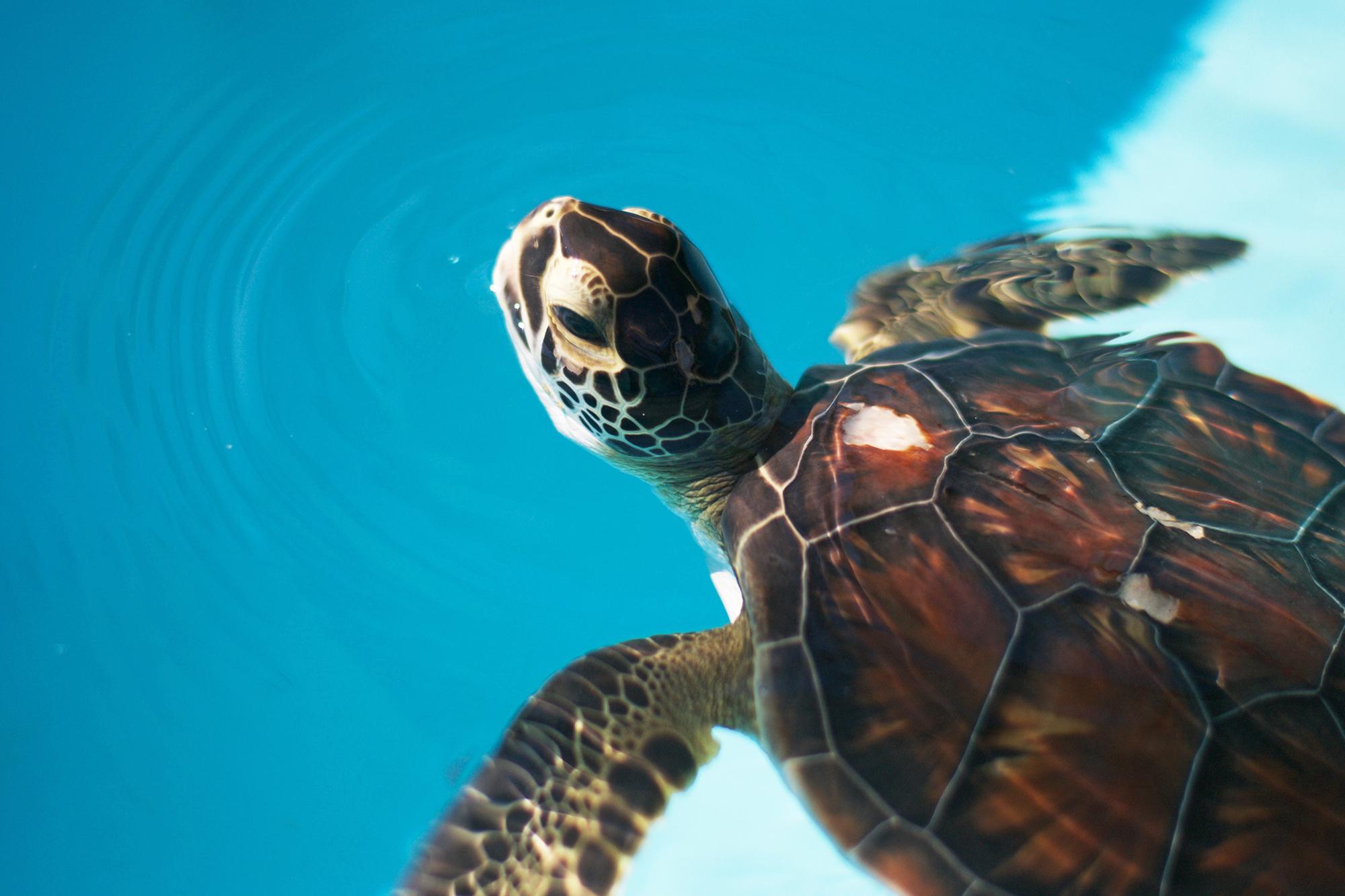 Photo 2 from Loggerhead Marinelife Center