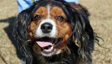 Photo 1 from CARTERET COUNTY HUMANE SOCIETY INC