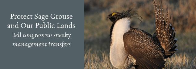 Photo 3 from WildEarth Guardians