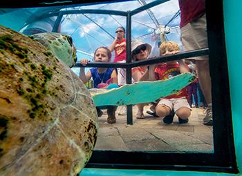 Photo 4 from Loggerhead Marinelife Center
