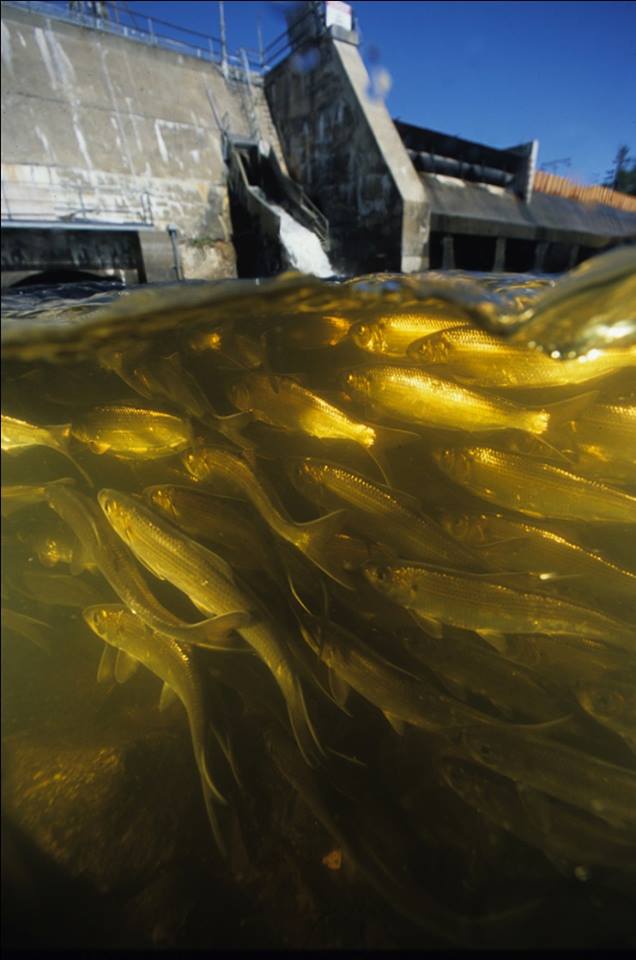 Photo 1 from Kennebec Land Trust