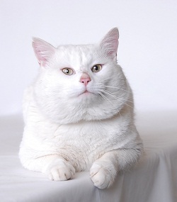 Photo 3 from SCRAPS HOPE FOUNDATION