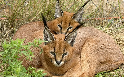 Photo 5 from BIG CATS OF SERENITY SPRINGS INC