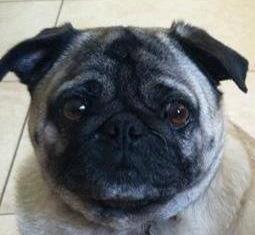 Photo 4 from PUG NATION RESCUE OF LOS ANGELES