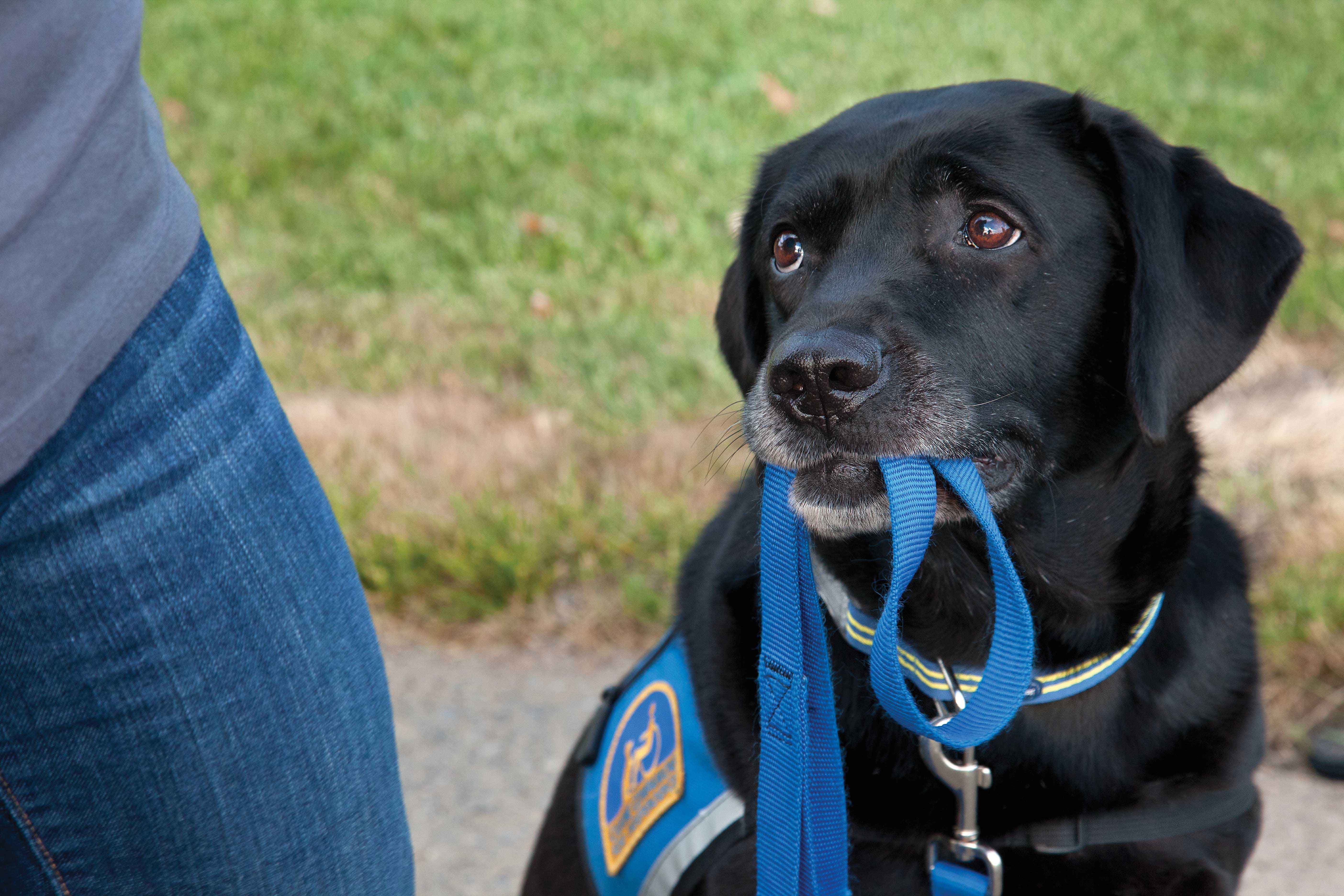 Photo 5 from Canine Companions for Independence