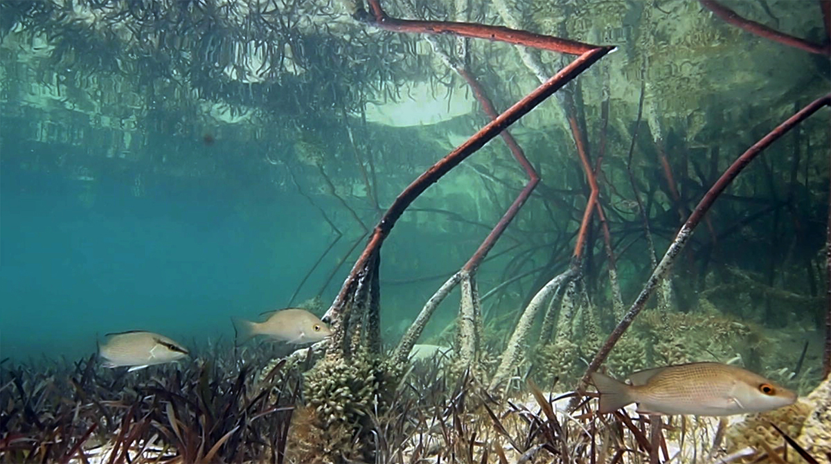 Photo 2 from Mangrove Action Project