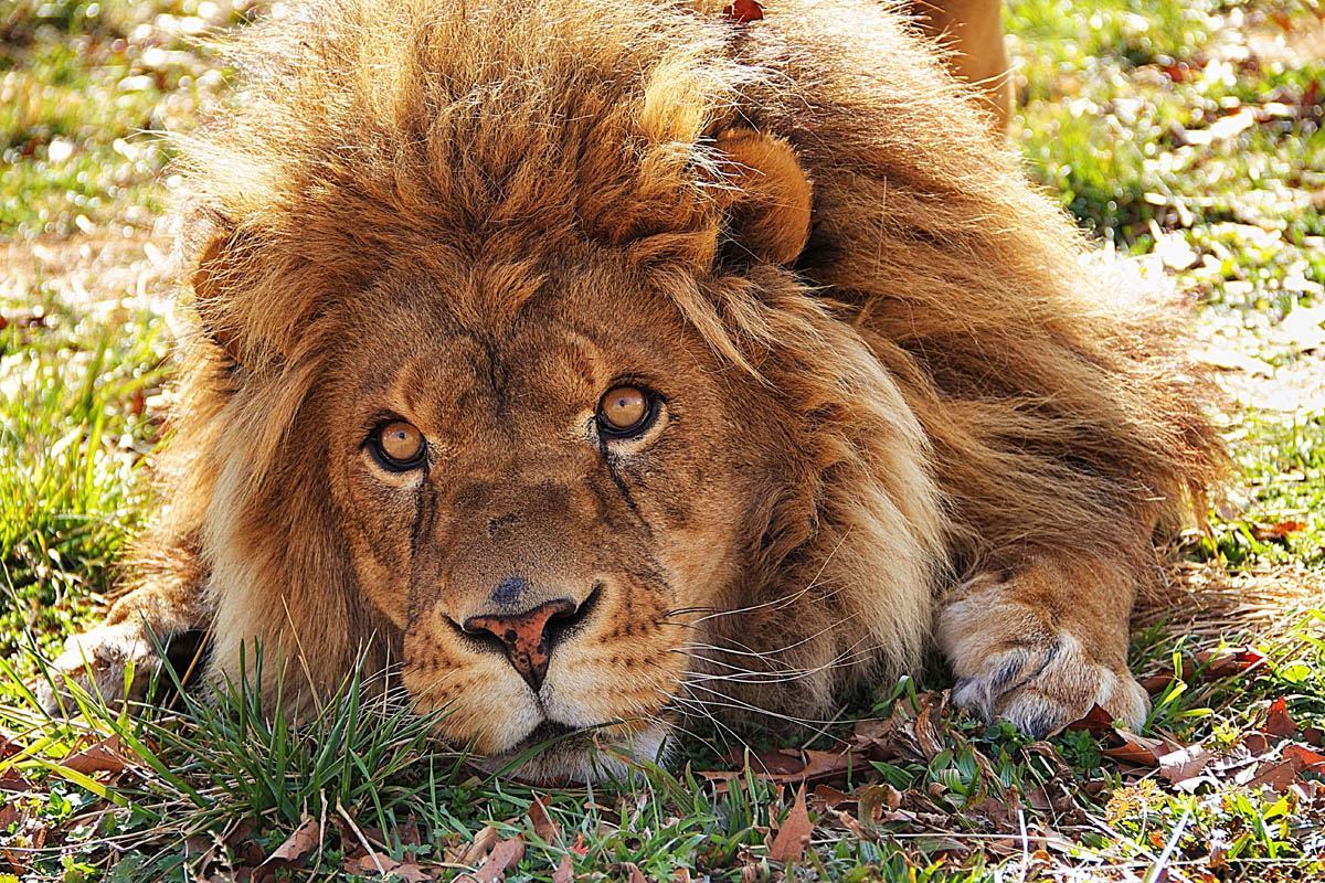 Photo 9 from National Tiger Sanctuary