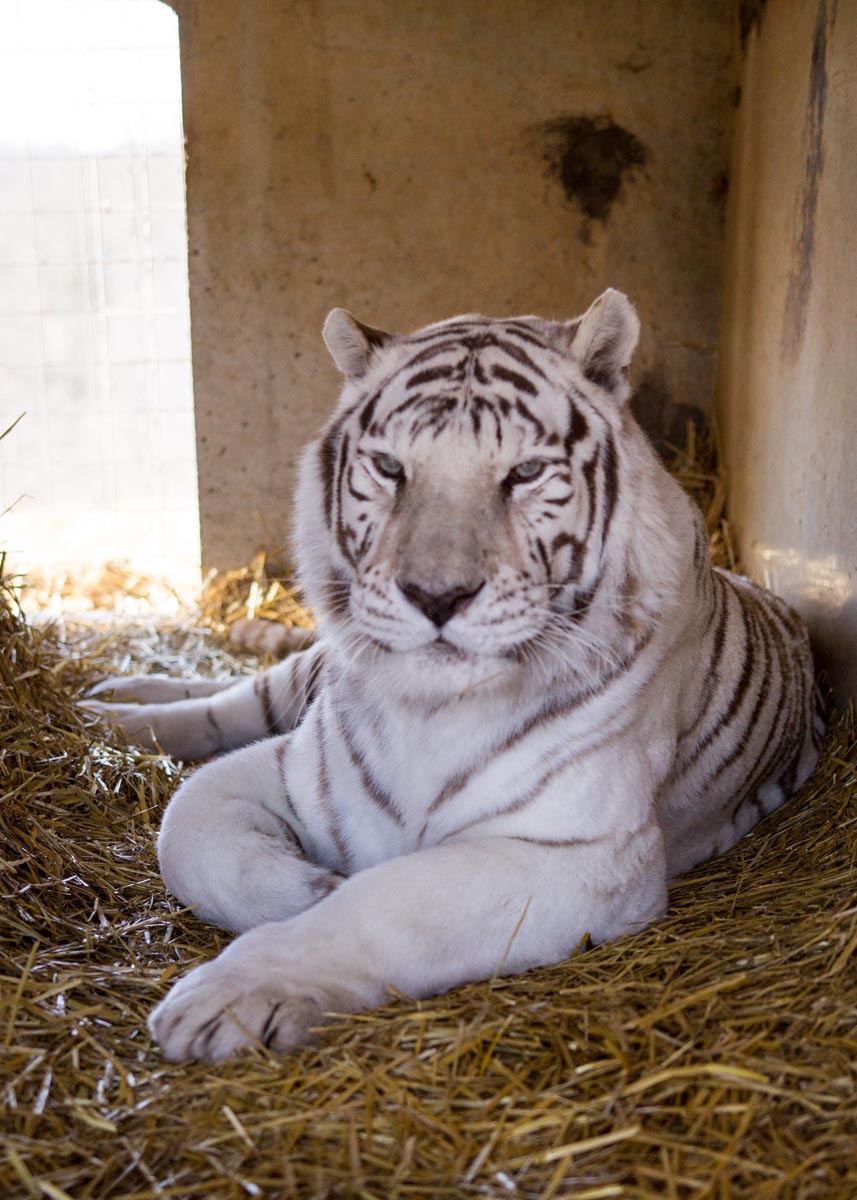 Photo 11 from National Tiger Sanctuary