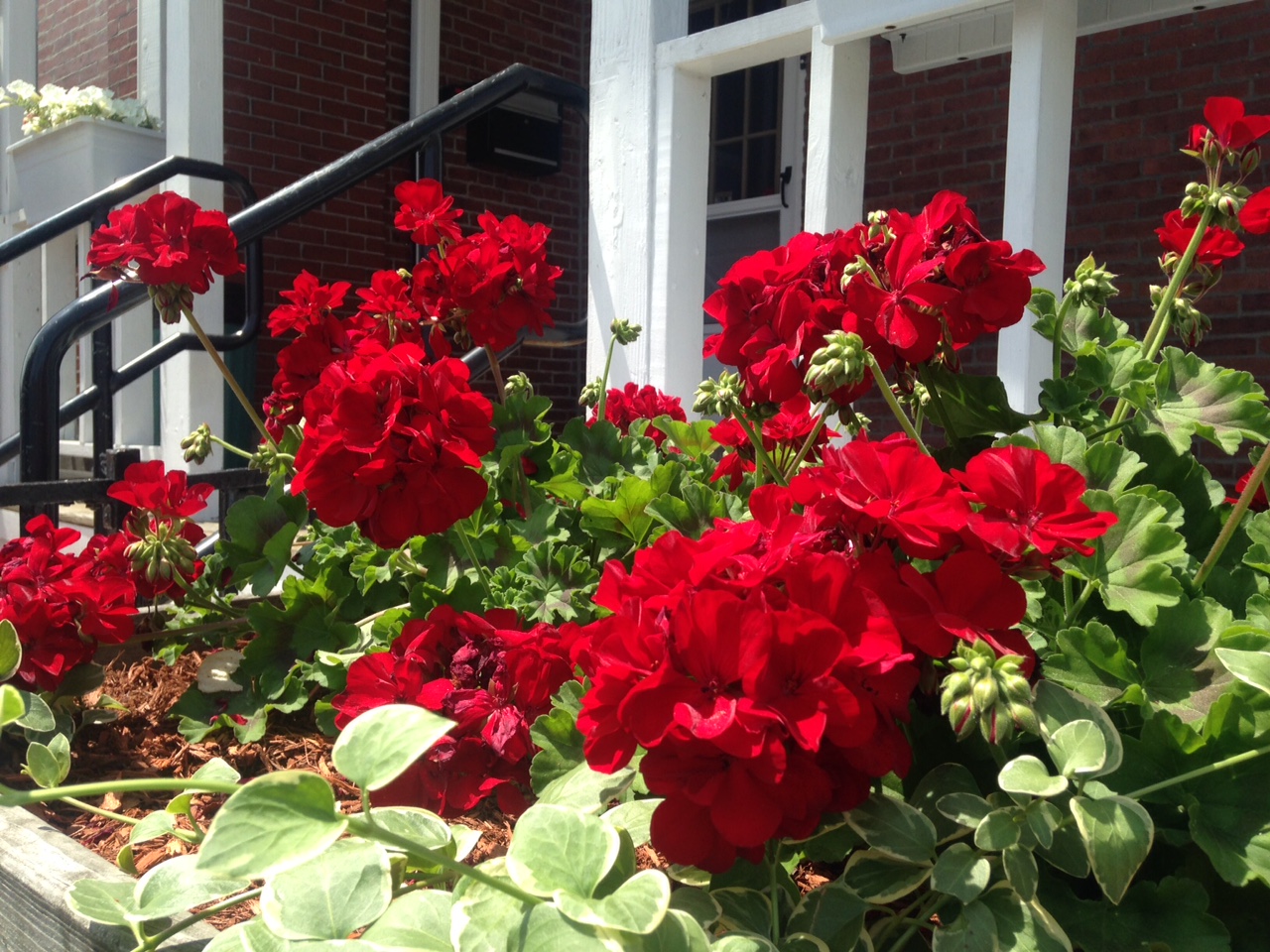 Bread & Roses, Inc. cover