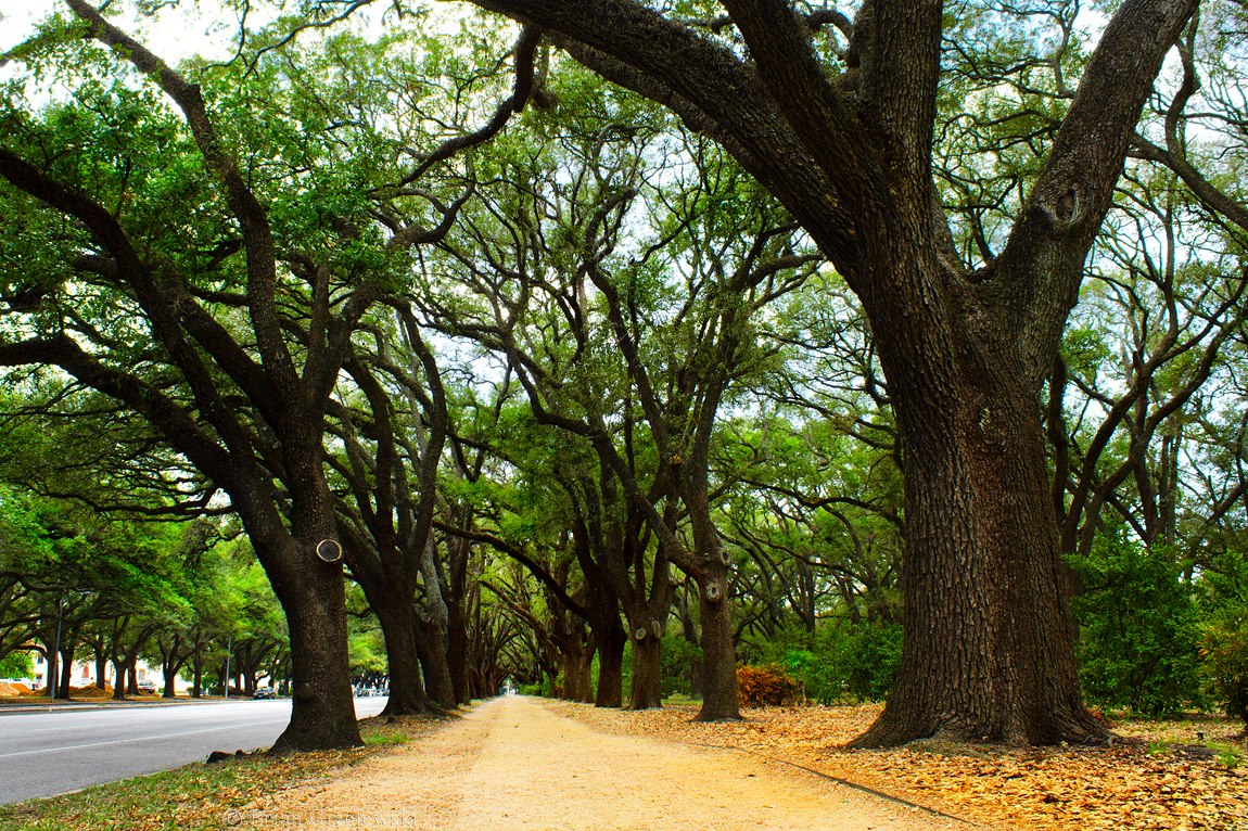 Trees For Houston