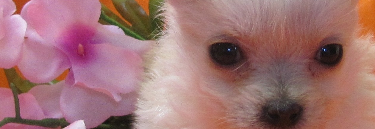 HUMANE SOCIETY OF YOUNG COUNTY(HSYC)