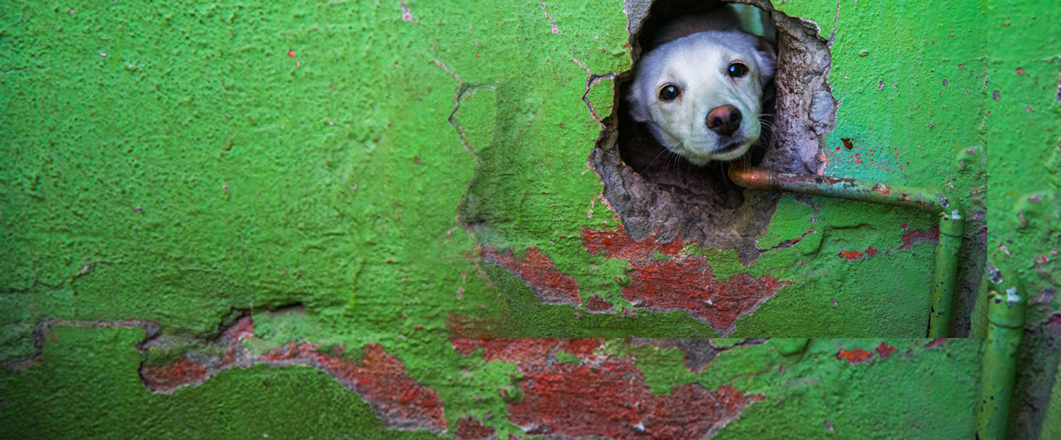 Compassion Without Borders cover