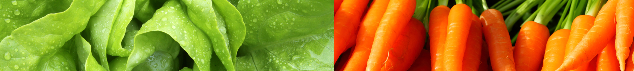 The Hunger Coalition