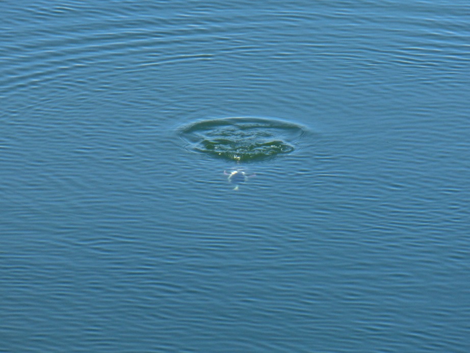 Coastal Watershed Council (CWC)