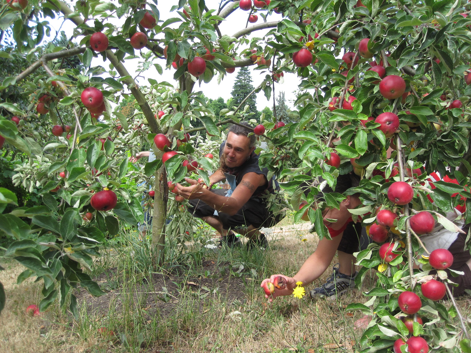 Portland Fruit Tree Project