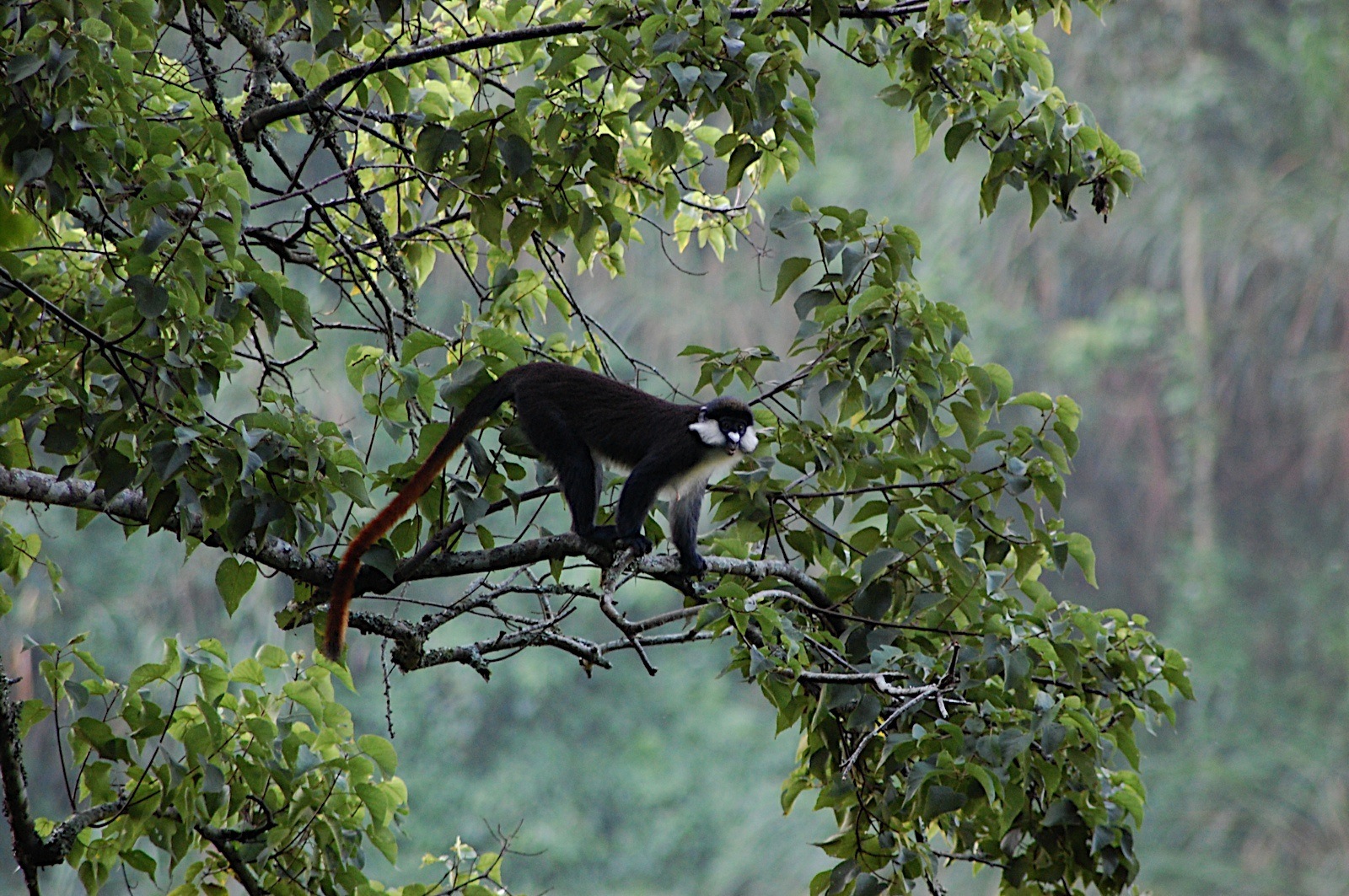 FRIENDS OF RUWENZORI FOUNDATION 