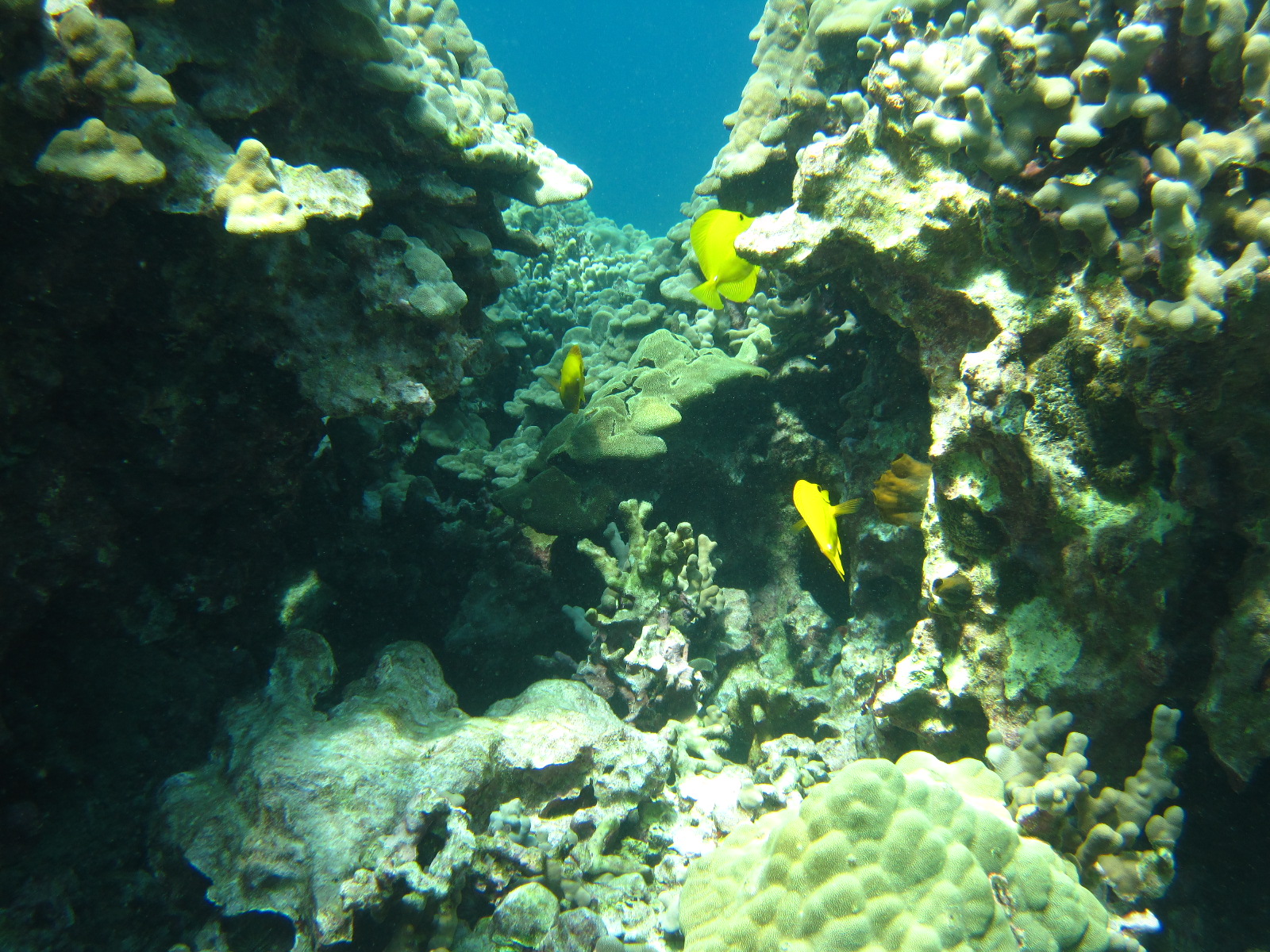 Hawai'i Wildlife Fund