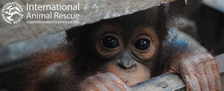 INTERNATIONAL ANIMAL RESCUE US