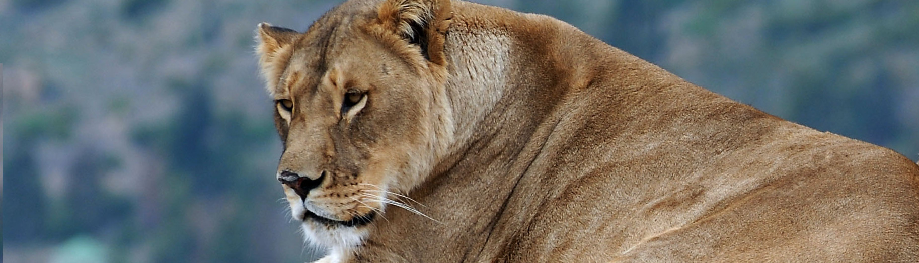 FOUR PAWS INTERNATIONAL 