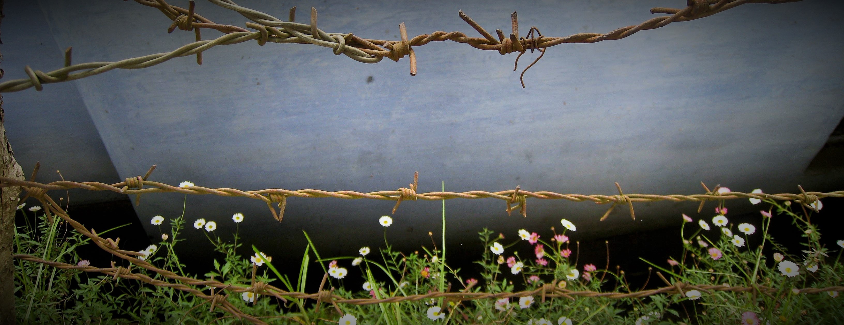 FREEDOM FIRM USA cover