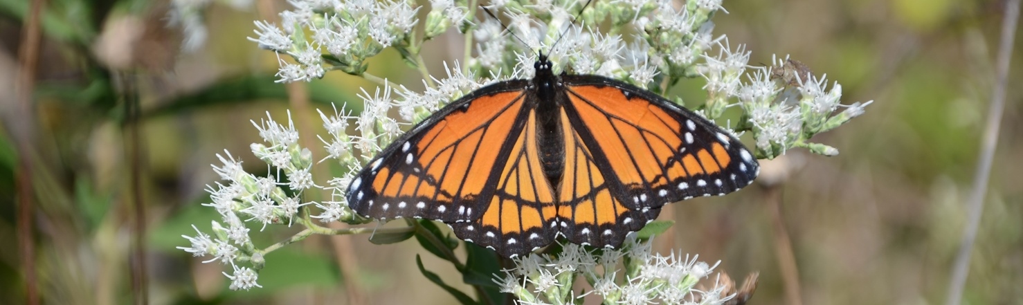 NATURAL LAND INSTITUTE