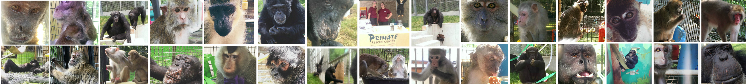 Primate Rescue Center