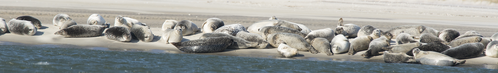 Coastal Research and Education Society of Long Island, Inc.
