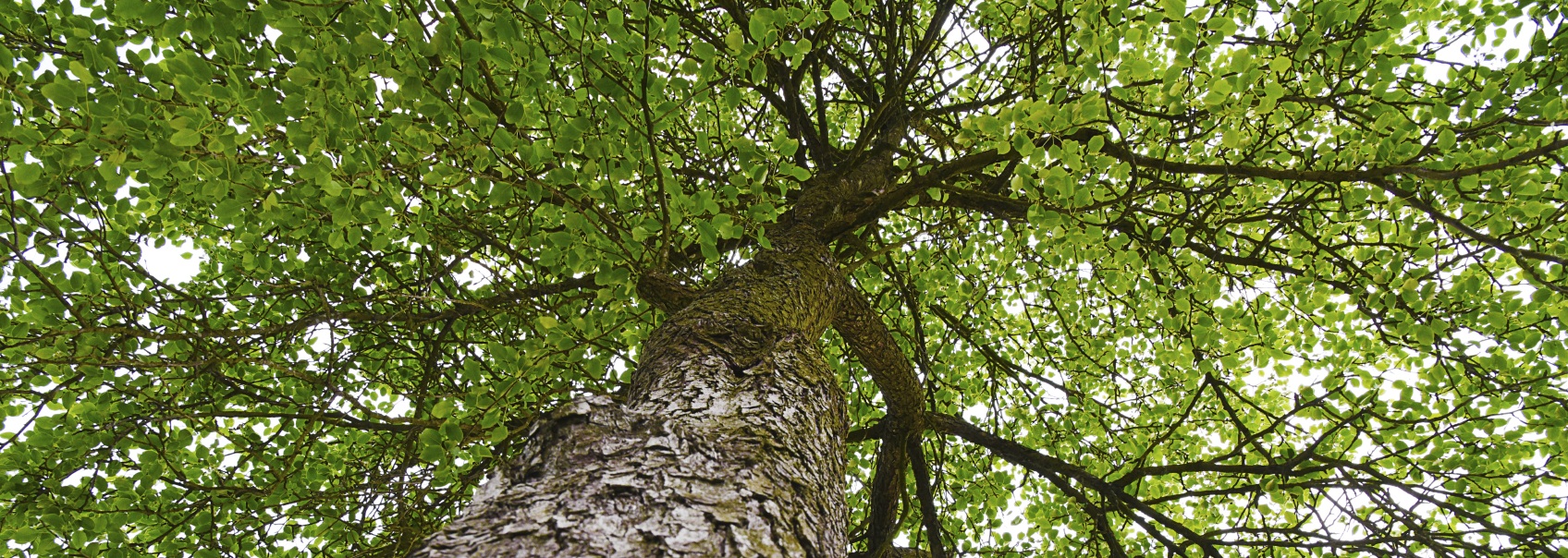 Alpha Women's Center of Grand Rapids