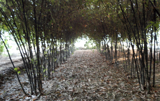 Ecoveret Bamboo Limited