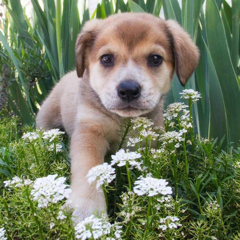 TENNESSEE BIG FLUFFY DOG RESCUE