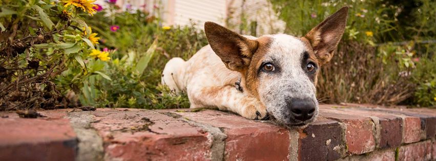 TENNESSEE BIG FLUFFY DOG RESCUE