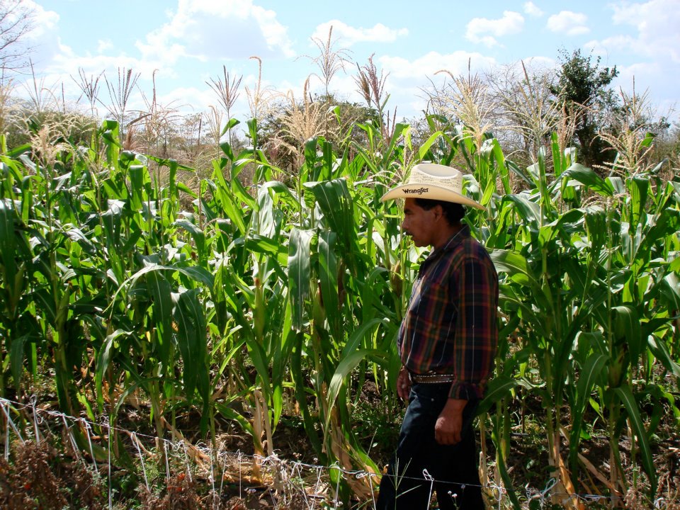 COMMUNITY AGROECOLOGY NETWORK