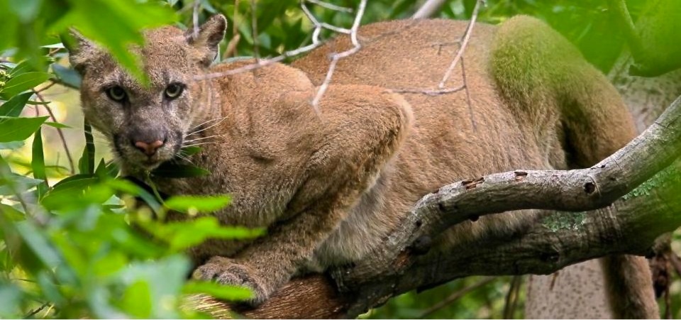 FELIDAE CONSERVATION FUND cover